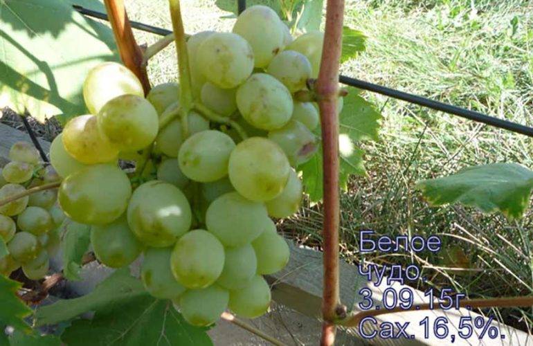 Описание и особенности винограда сорта Белое Чудо