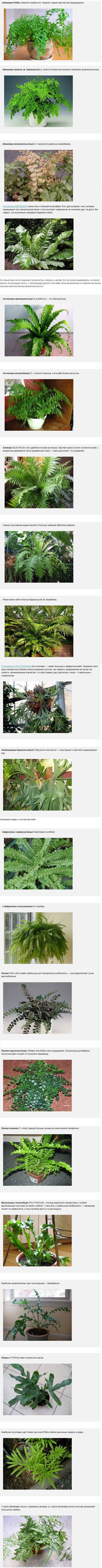 Декоративные папоротники в ландшафтном дизайне сада: фото, названия и описание видов садовых растений