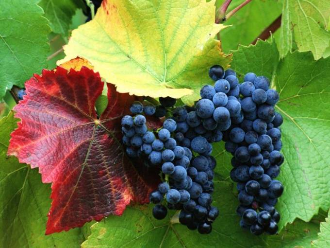 Калорийность винограда ? на 100 гр по сортам. польза и вред винограда для здоровья