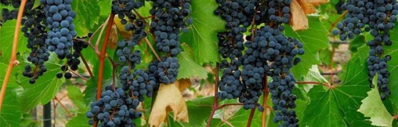 Сорта винограда для сибири: описание и фото