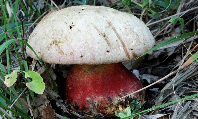 ✅ степные грибы крыма фото и описание. описание и названия грибов крыма (+27 фото) - cvetochki-ulyanovsk.ru