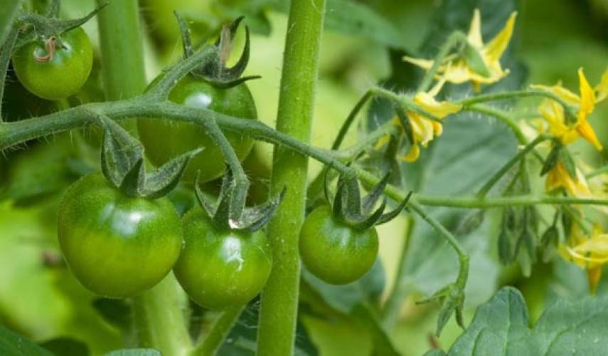 Подкормка помидоров: чем удобрять рассаду томатов, кусты после пересадки и в период плодоношения