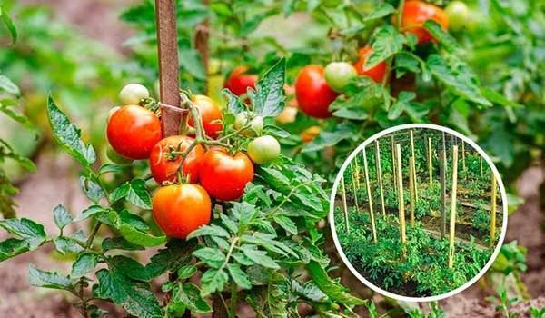 Подвязка помидор в открытом грунте: основные способы