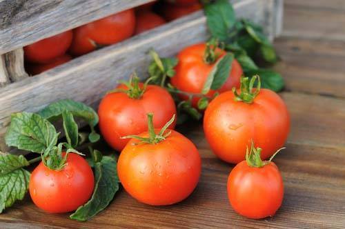 Внекорневая подкормка томатов зольным раствором — правила и способы приготовления
