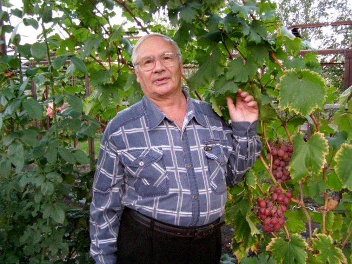 Виноград рубиновый юбилей: описание и характеристики сорта, выращивание и уход