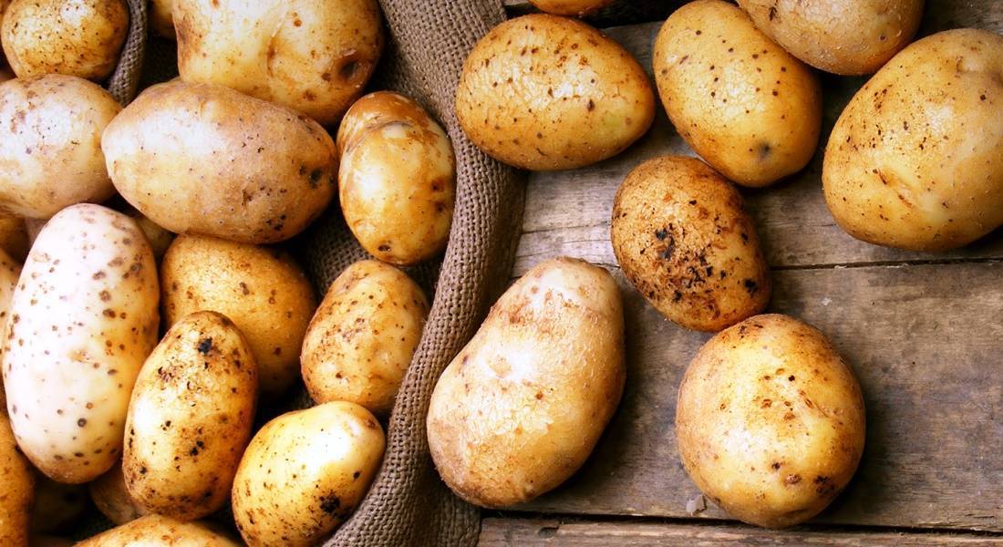 Сорта картофеля - какие сорта самые вкусные и урожайные, лучшие ранние и поздние сорта