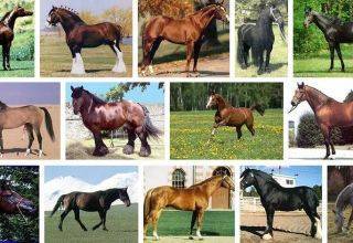 Лучшие породы лошадей с фотографиями, видео и названиями