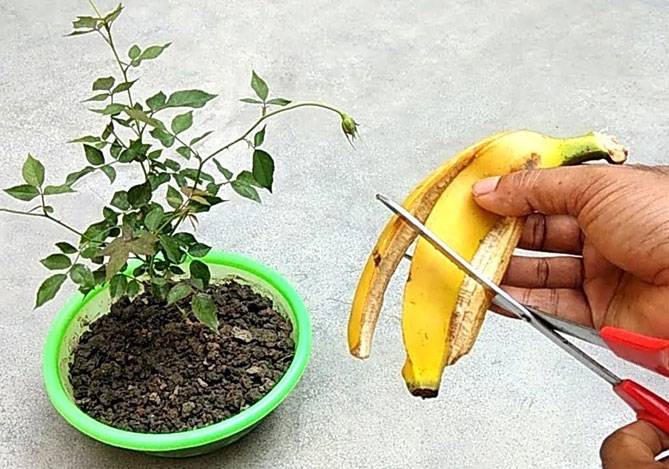 Удобрения из банановой кожуры: простая и эффективная подкормка