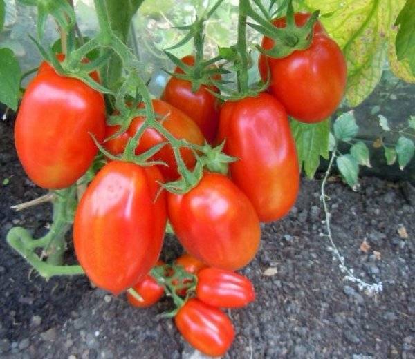 Подкормка помидоров дрожжами – как и когда использовать дрожжевую подкормку