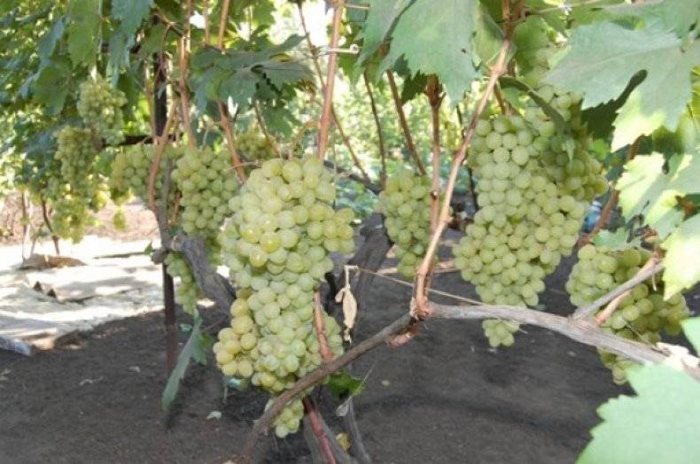 Селекция винограда - получение новых сортов винограда путем гибридизации