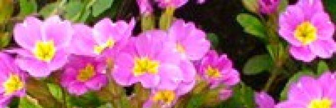 Примула (67 фото): посадка и уход за многолетним садовым цветком, разновидности первоцвет весенний и бесстебельный. как вырастить примулу обыкновенную в открытом грунте?