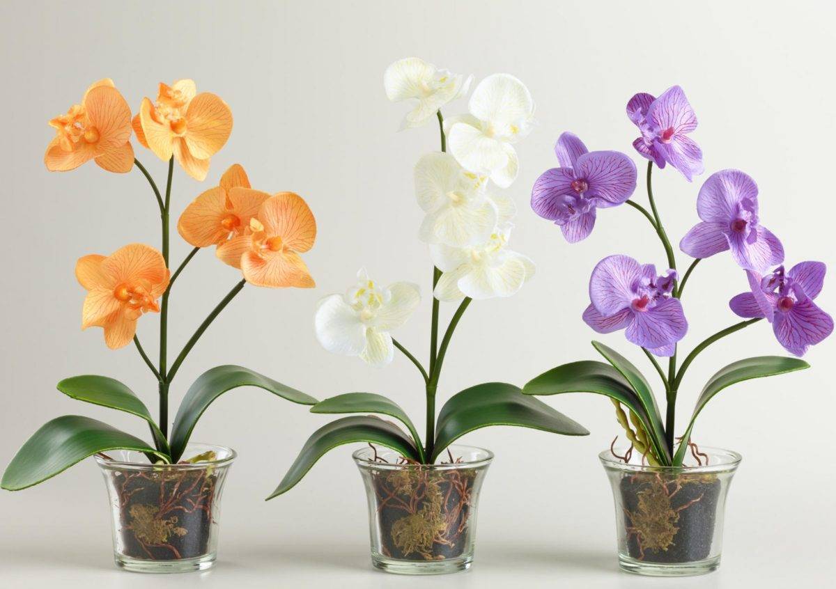 Лучшее удобрение для орхидей: отзывы о том, какое из них самое хорошее и чем подкормить экзотическую красавицу
