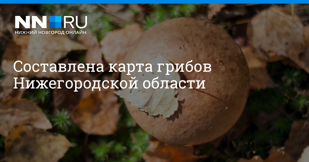 Грибы в краснодарском крае в 2021 году: лучшие места и сезон сбора