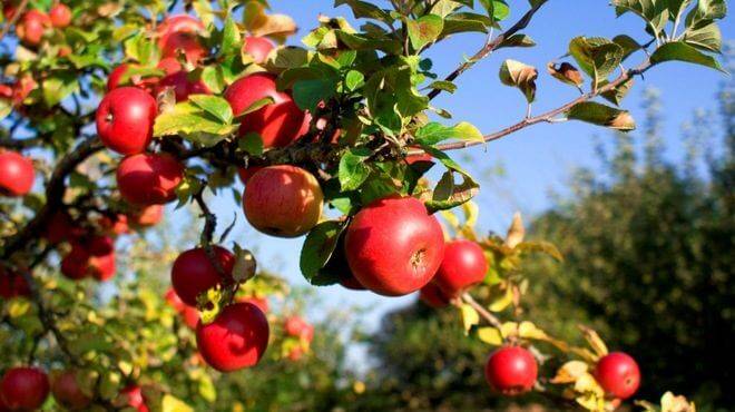 Подкормка молодых саженцев яблони весной и летом
