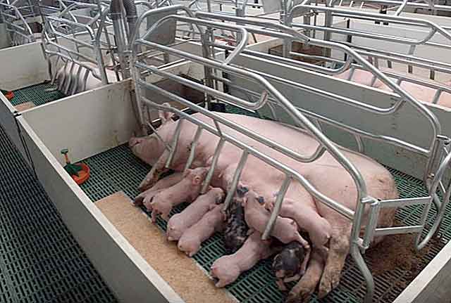 Станок для опороса свиноматки: критерии выбора + изготовление клетки своими руками