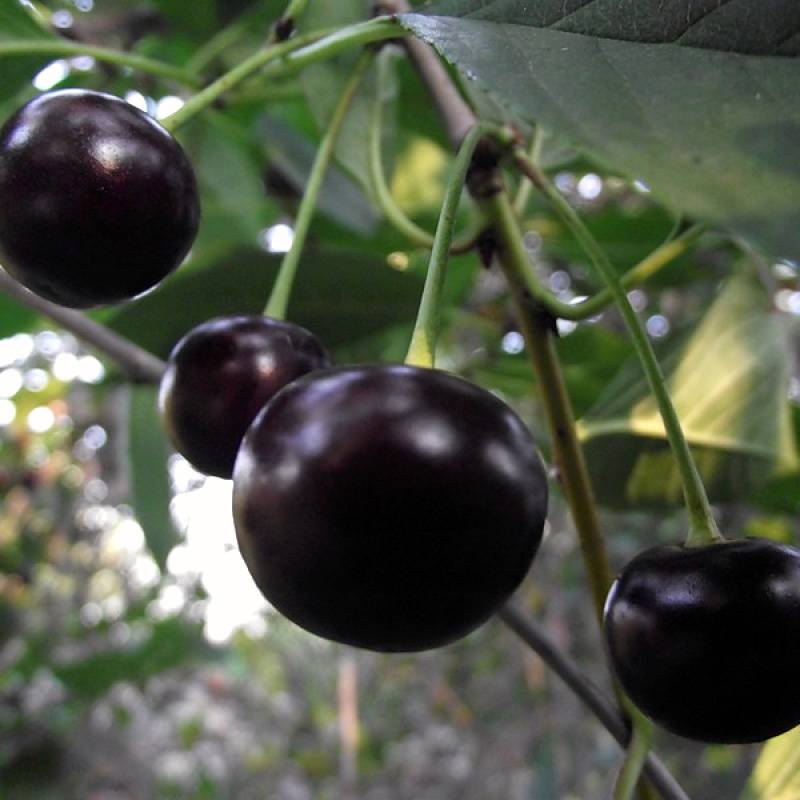 ✅ о вишне чернокорка: характеристика и описание сорта, выращивание и уход - tehnomir32.ru