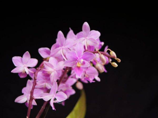 Орхидея фаленопсис (phalaenopsis). уход, цветение, размножение дома. | floplants. о комнатных растениях
