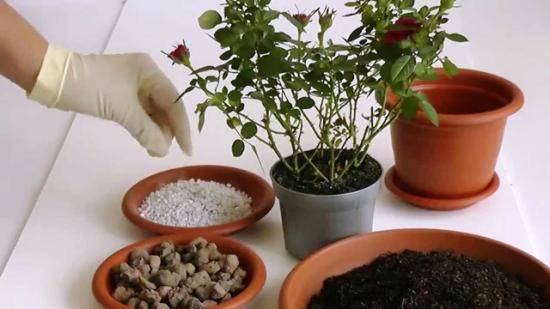 Как и когда пересаживать комнатные растения осенью? пересадка в сентябре домашних цветов, сроки и правила
