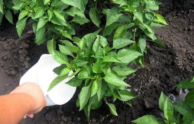 Как подкормить перец йодом и можно ли использовать как удобрение? - всё про сады
