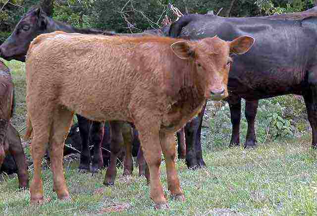 О возрасте и живой массе скота при убое