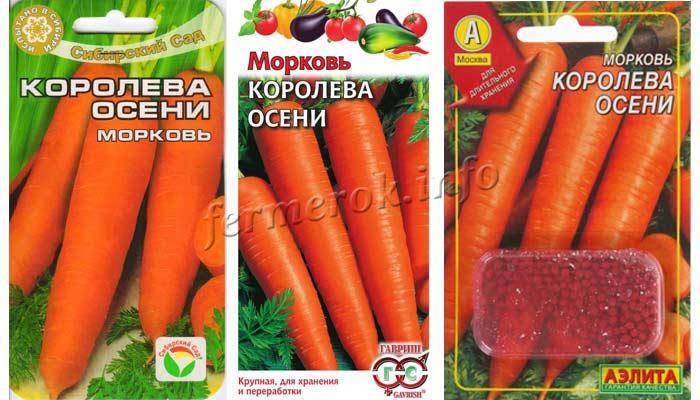 Морковь сорта «королева осени»: описание и основные особенности