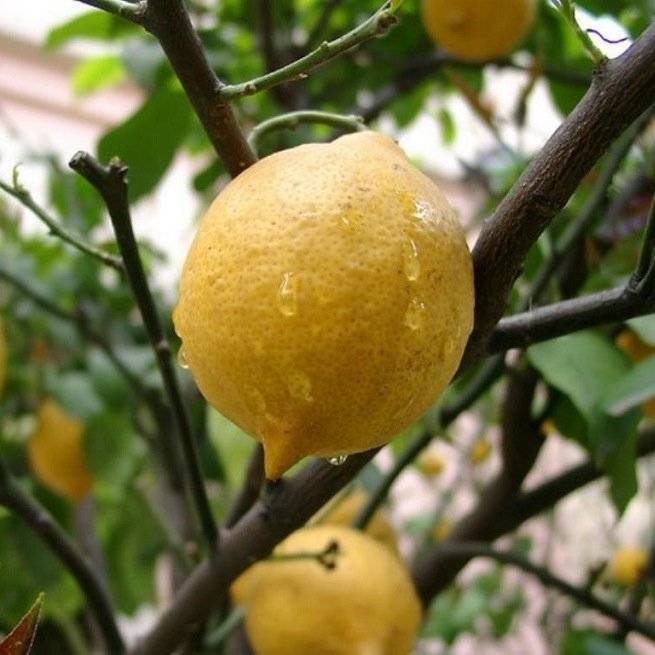 Секреты ухода за лимоном мейера в домашних условиях