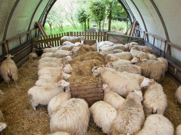 Загон для овец – кошара, хлев и овчарня своими руками 2021