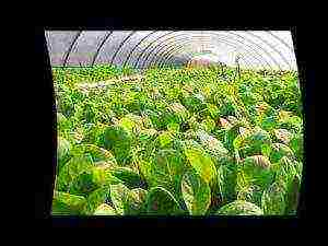 Технология выращивания табака в открытом грунте, теплице и в домашних условиях