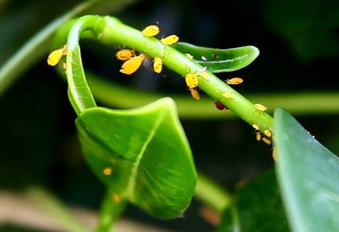 Тля на орхидее: как быстро избавиться, эффективные способы борьбы с вредителем