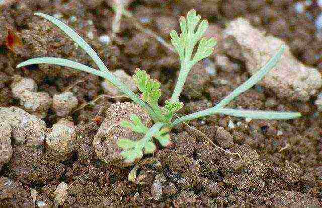 Выращивание эшшольции из семян: посадка и уход за рассадой в домашних условиях