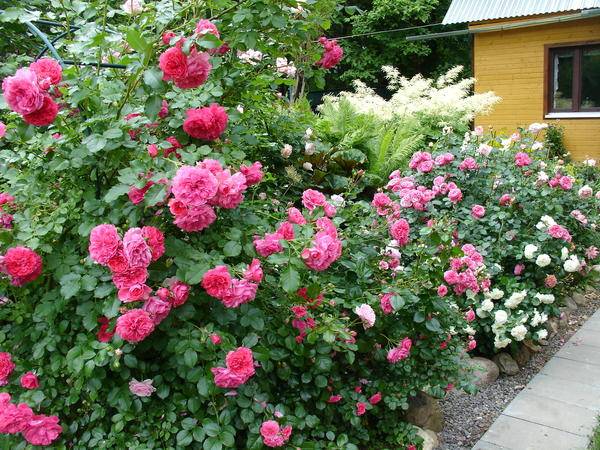 В какое время года лучше высаживать розы в грунт на даче: когда, осенью или весной