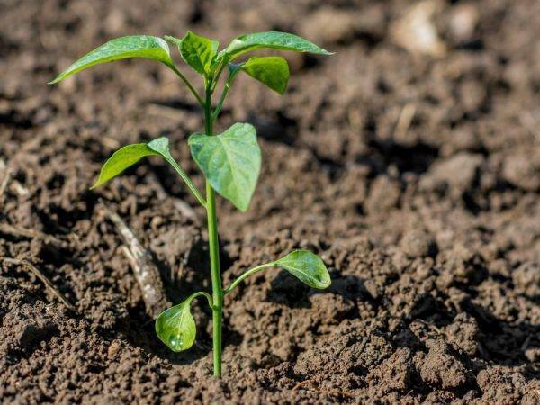 Борная кислота для перца: здоровые растения и богатый урожай
