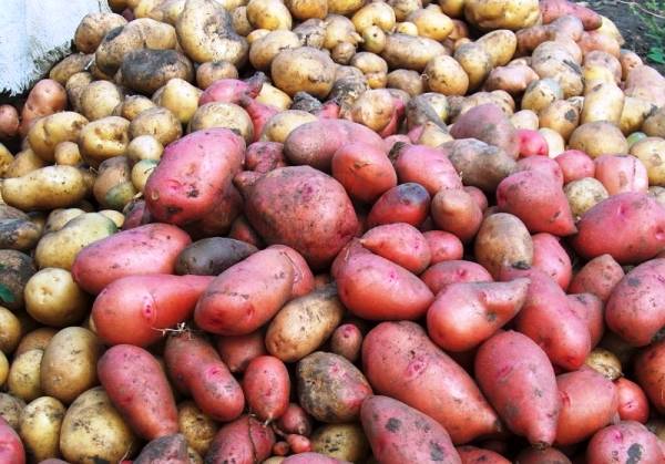 Парша картофеля (ризоктониоз): описание, как бороться, лечение, фото