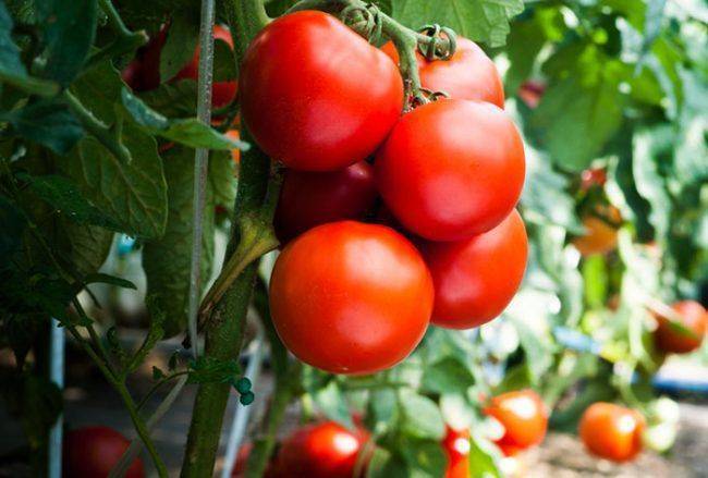 Особенности выращивания томата марьина роща — описание и характеристика сорта