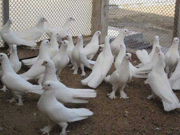 Все о бакинских бойных голубях: описание, разновидности пород