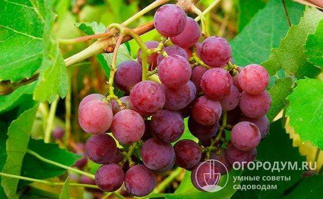 Виноград лидия: описание сорта, фото, посадка, уход и выращивание