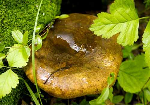 Черный груздь - описание, виды, особенности, кулинарная ценность условно съедобного гриба