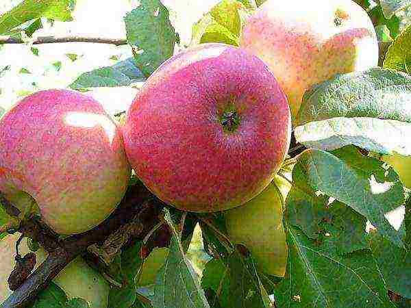 Сорта яблонь для сибири