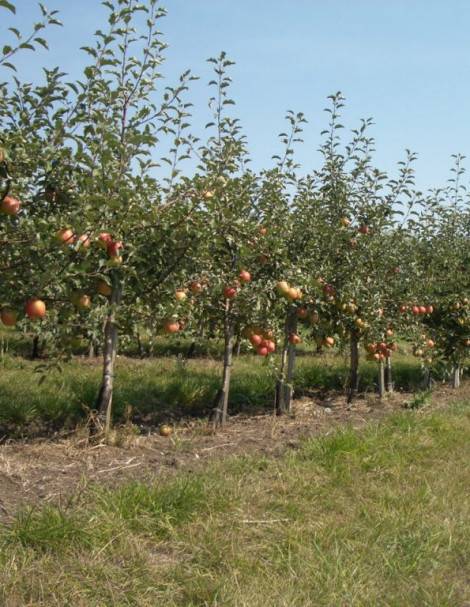 Особенности выращивания зимней яблони ветеран