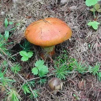 При какой температуре растут грибы в лесу осенью (+37 фото)?