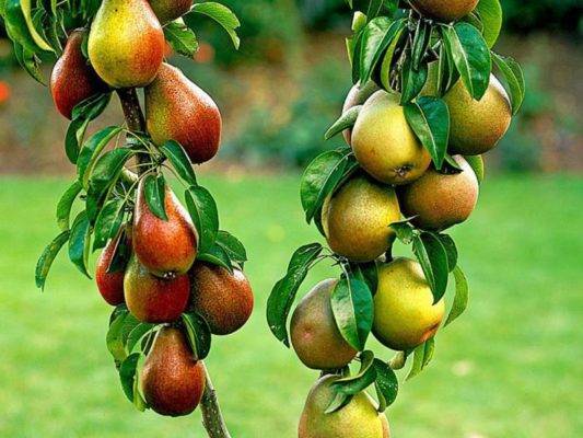 Сорт с необыкновенно красивыми плодами — груша «кармен»