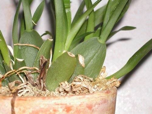 Орхидея онцидиум, уход в домашних условиях, пересадка и размножение