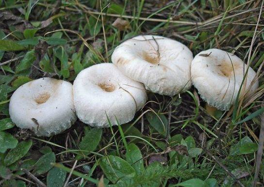 Волнушка белая (белянка): фото грибочков, где собирать для засола