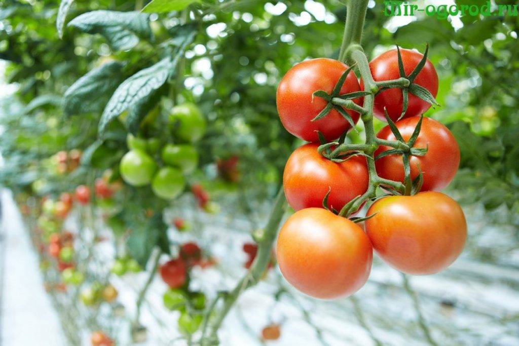 Как бороться с фитофторой на помидорах в теплице