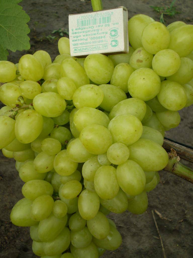 Выращивание винограда сорта виктор: изучаем тщательно