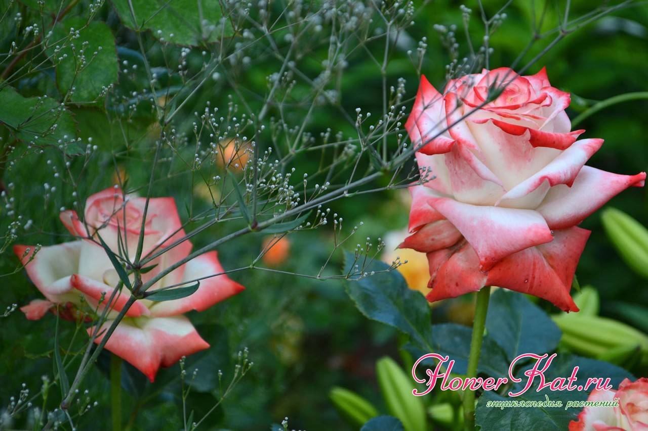 Роза «императрица фарах» — описание чайно-гибридного сорта, особенности выращивания, фото