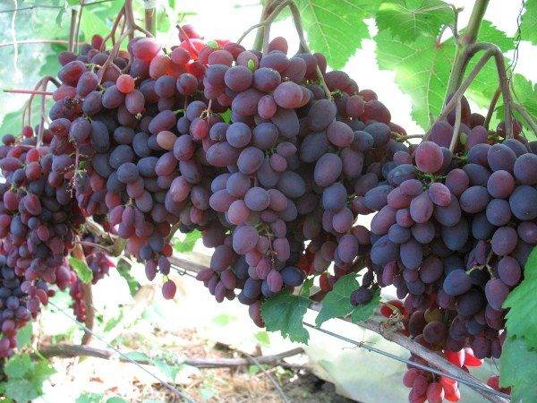 Самые сладкие сорта винограда