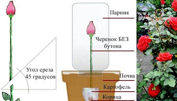 Размножение розы черенками в домашних условиях