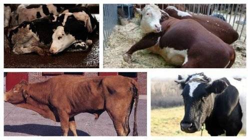 Злокачественный отёк у коров - болезни коров
