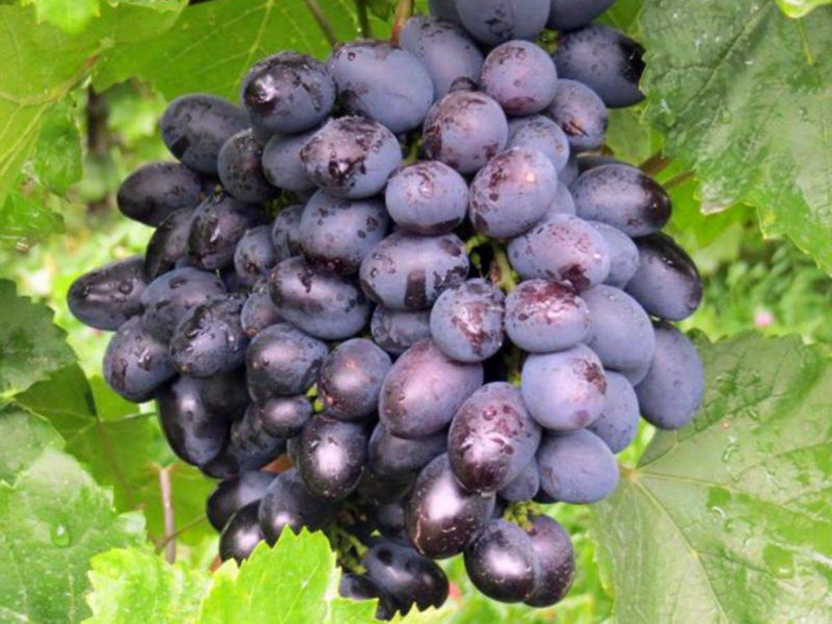 Сорт винограда Галия